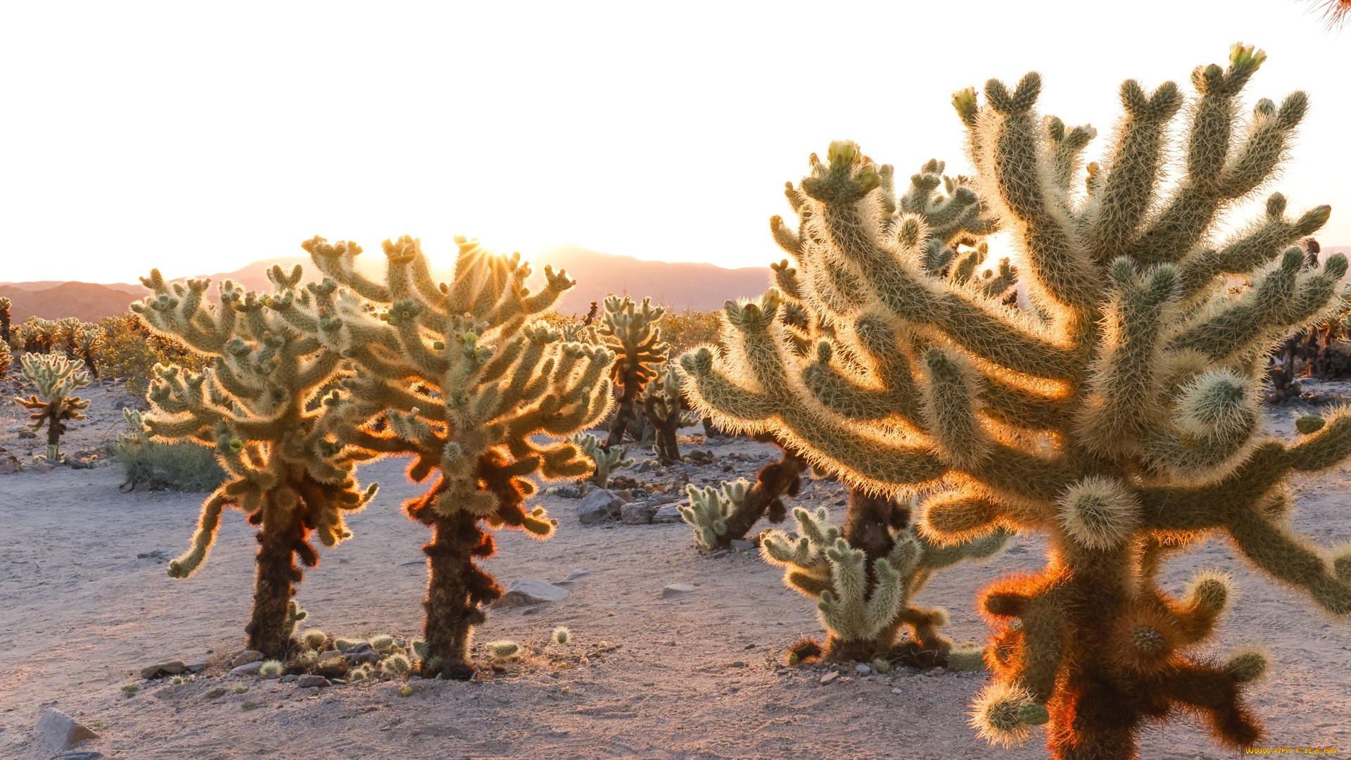 cholla cactus garden, joshua tree np, california, , , cholla, cactus, garden, joshua, tree, np